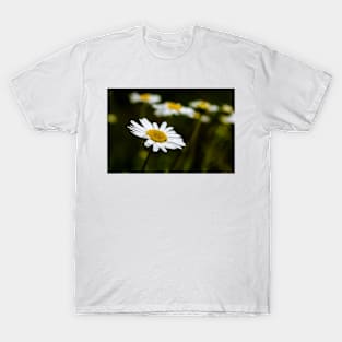 White camomile in the dark T-Shirt